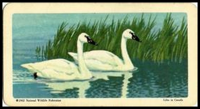 6 Trumpeter Swan